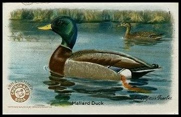1 Mallard Duck